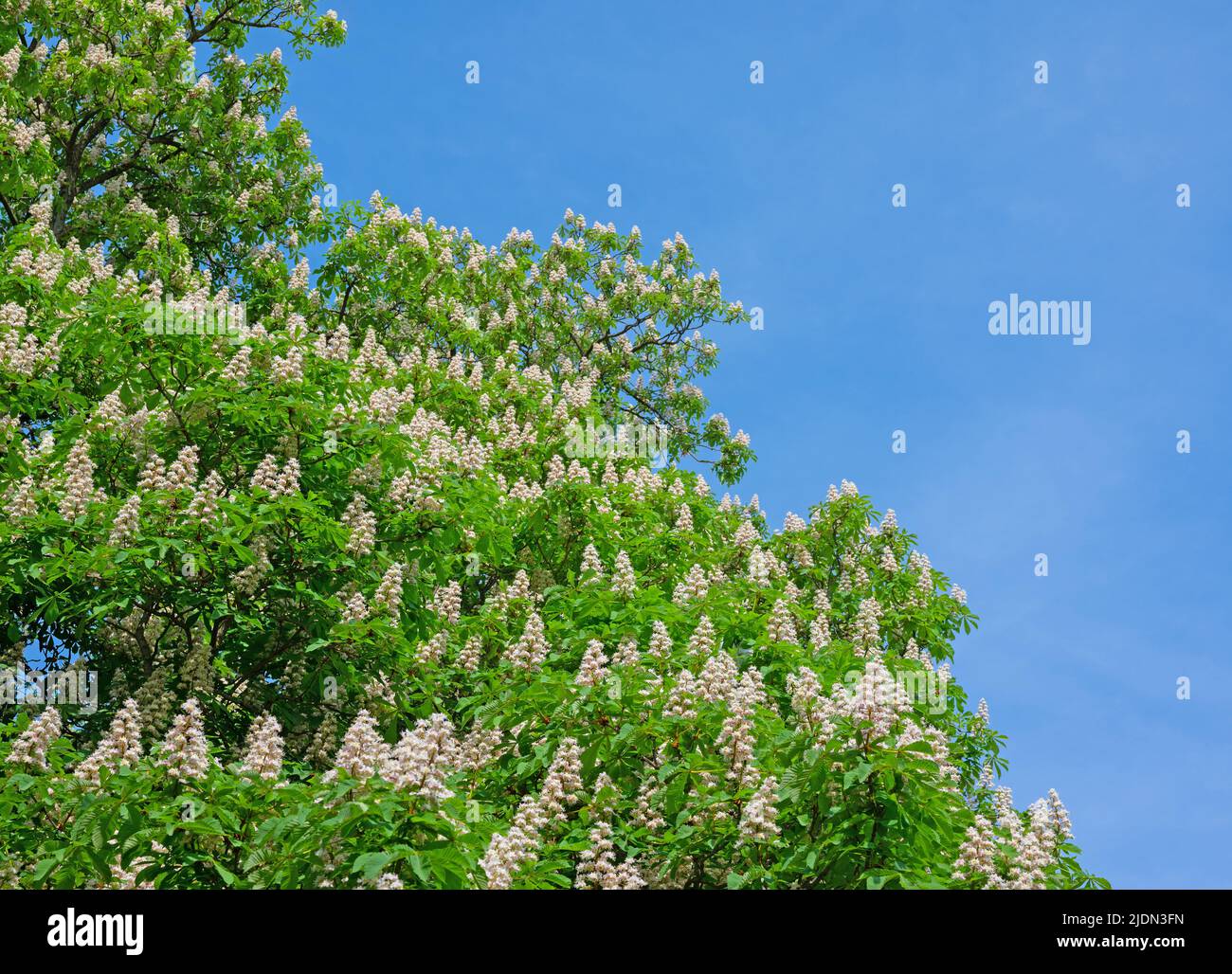 Blühende Rosskastanien im Frühling Stockfoto