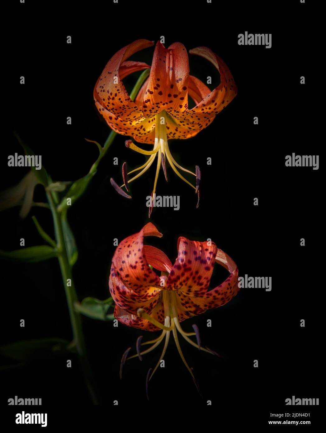 Ein Paar leuchtend orangefarbene Tiger Lilien auf dunklem Hintergrund. Stockfoto