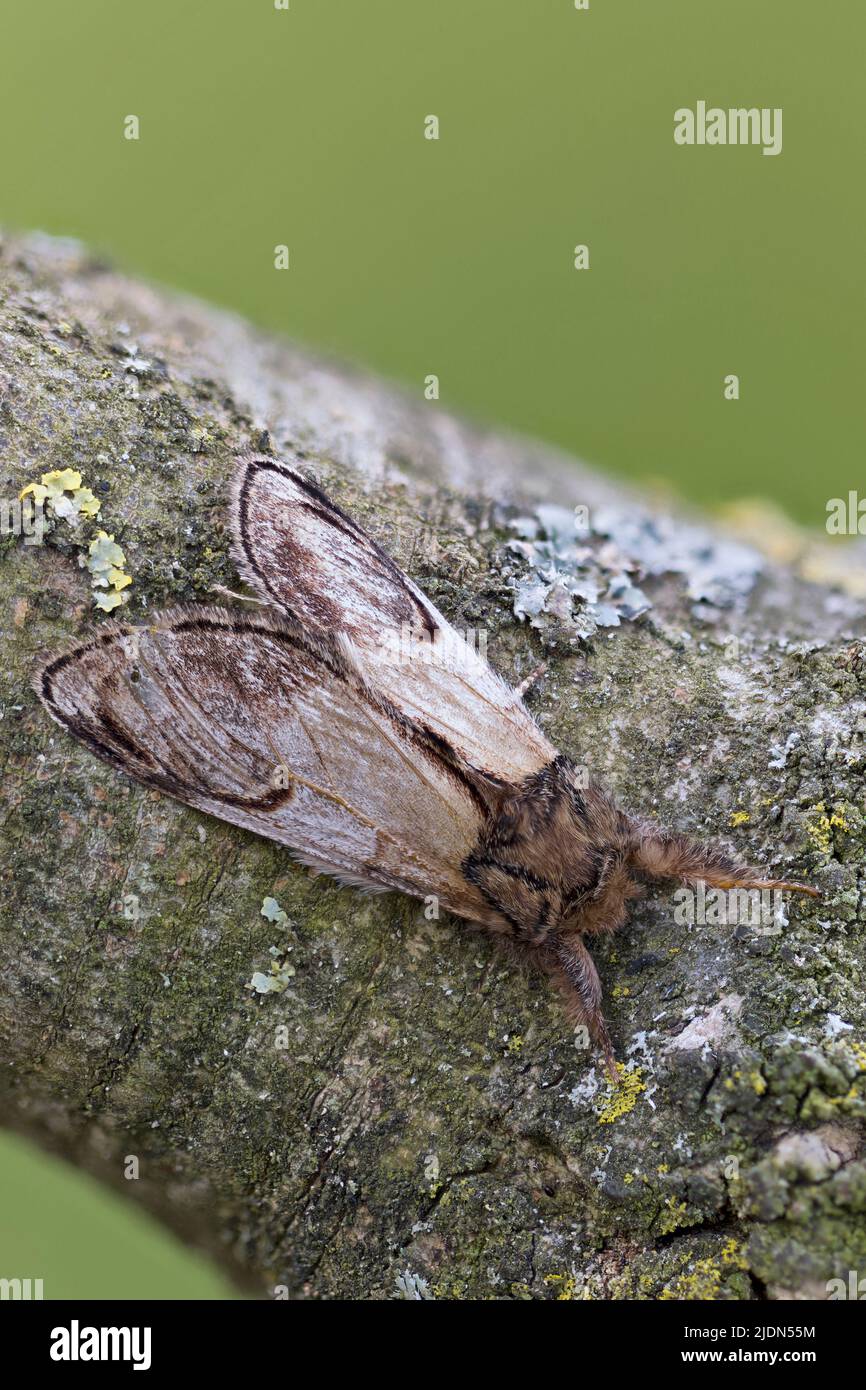 Pebble prominent (Notodonta ziczac) Motte Somerset GB UK Juni 2022 gestapeltes Foto Stockfoto