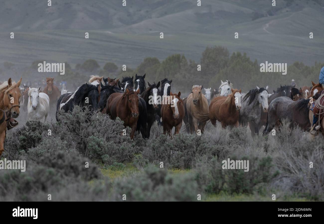 Bunte Herde von Ranchpferden, die auf einer staubigen Straße laufen. Auf die Sommerweiden getrieben werden. Stockfoto