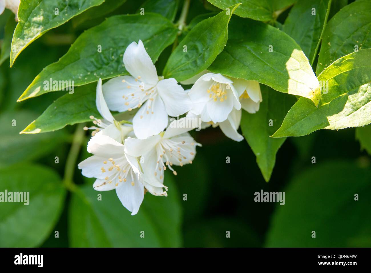Schöne Blüte des Mock Orange Philadelphus coronarius gegen Laub aus ovalen dunkelgrünen Blättern Stockfoto