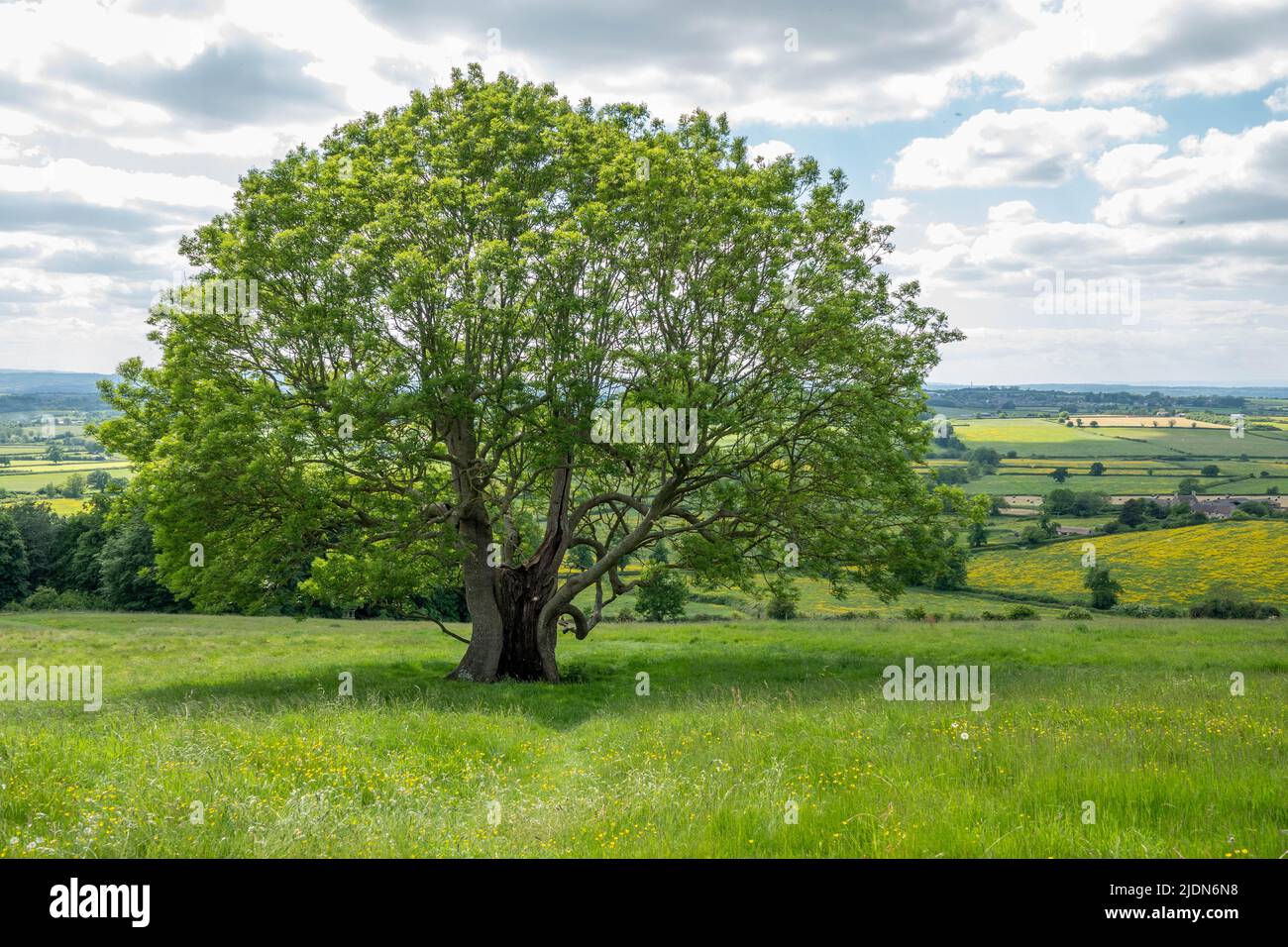 Schöner alter Baum entlang des Cotswold Way england Stockfoto