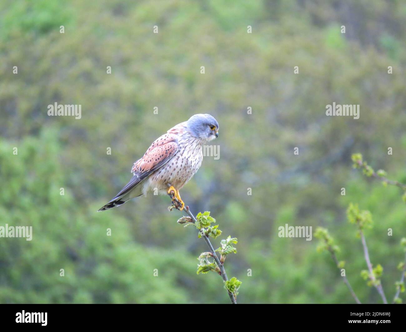 kestrel ein Greifvogel, der zur Gruppe der Falken gehört und auf einem Ast thront, der einen verschwommenen grünen Hintergrund hat Stockfoto