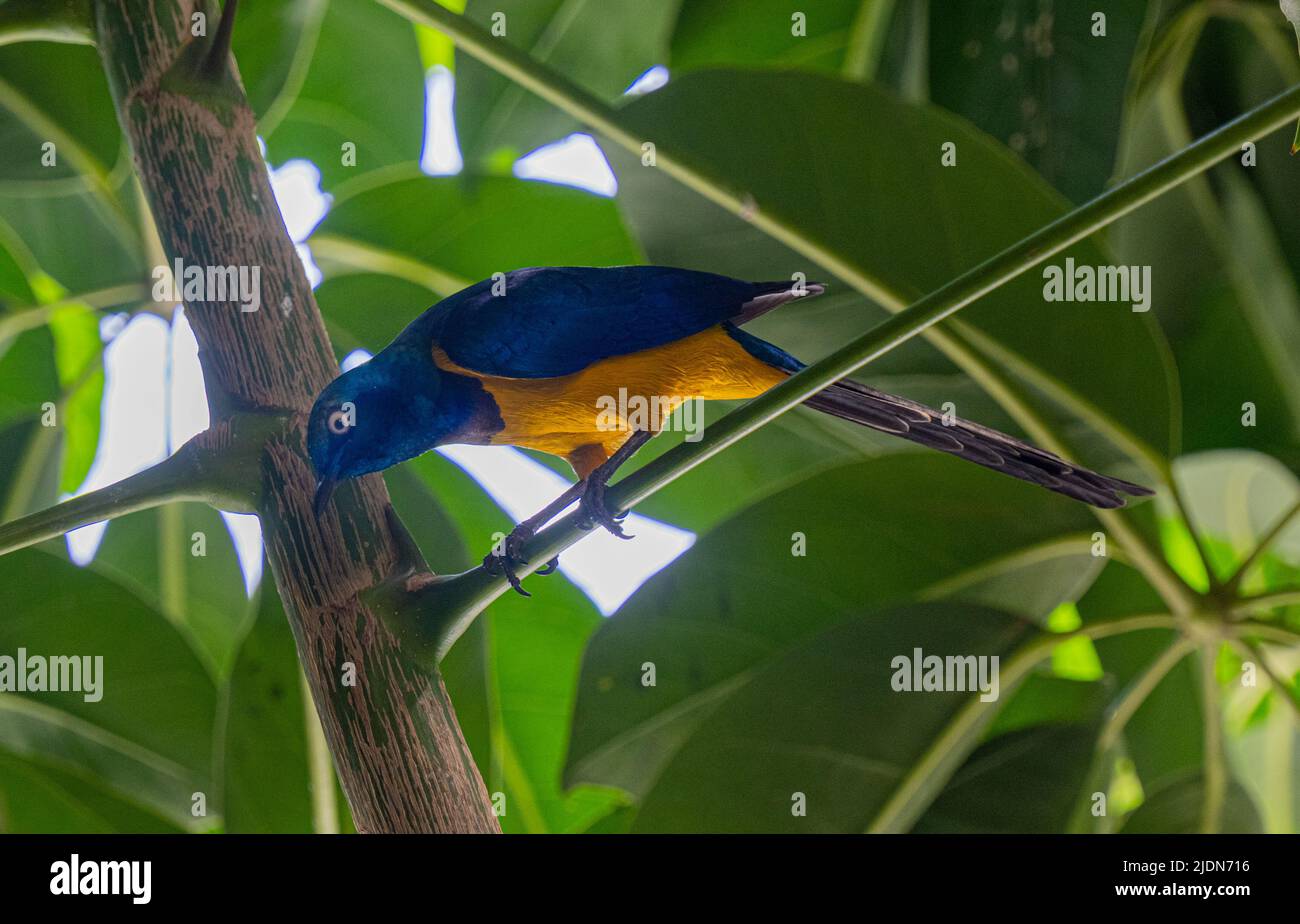 Goldbreasted Starling, Cosmopsarus regius, Glossy Starling. Lebt in Somalia, Äthiopien, Ostkenia, Nordosttansania. Stockfoto