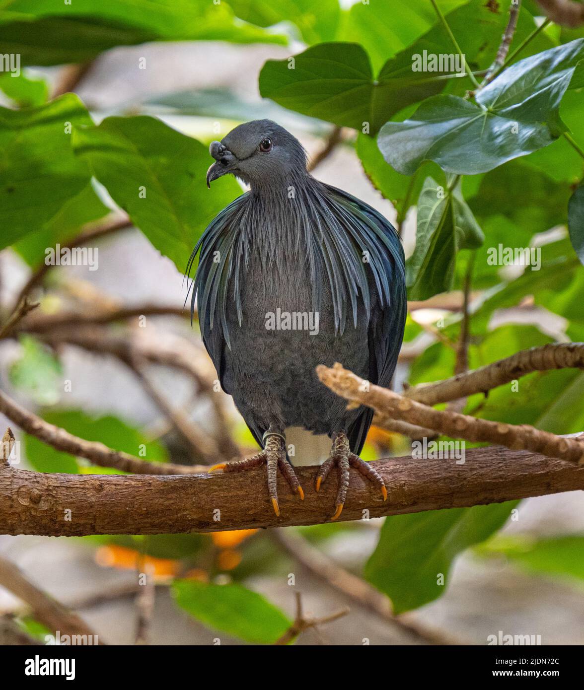 Nicobar Pigeon (Caloenas nicobarica), erwachsen am Baum Stockfoto