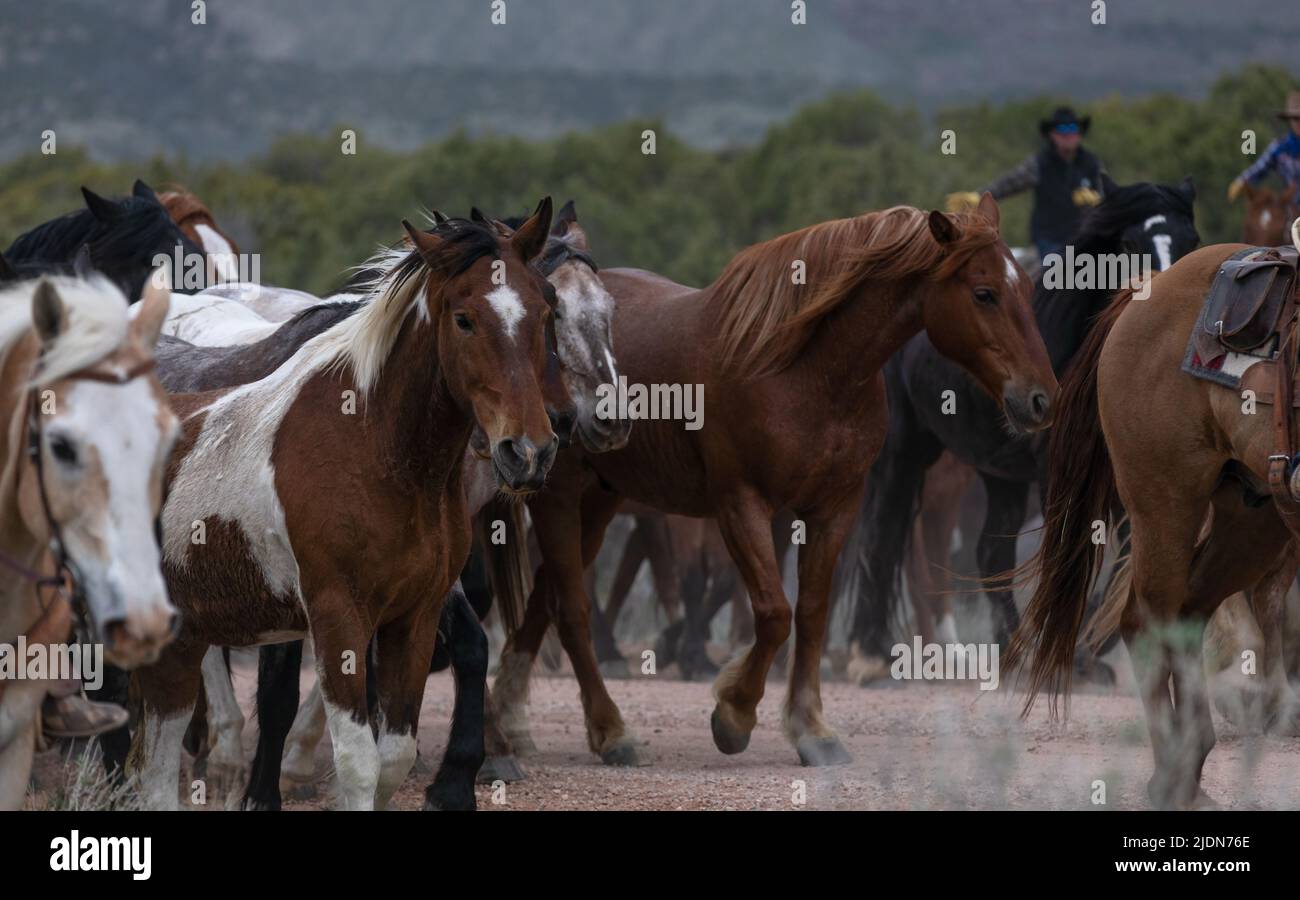 Bunte Herde von Ranchpferden, die auf einer staubigen Straße laufen. Auf die Sommerweiden getrieben werden. Stockfoto