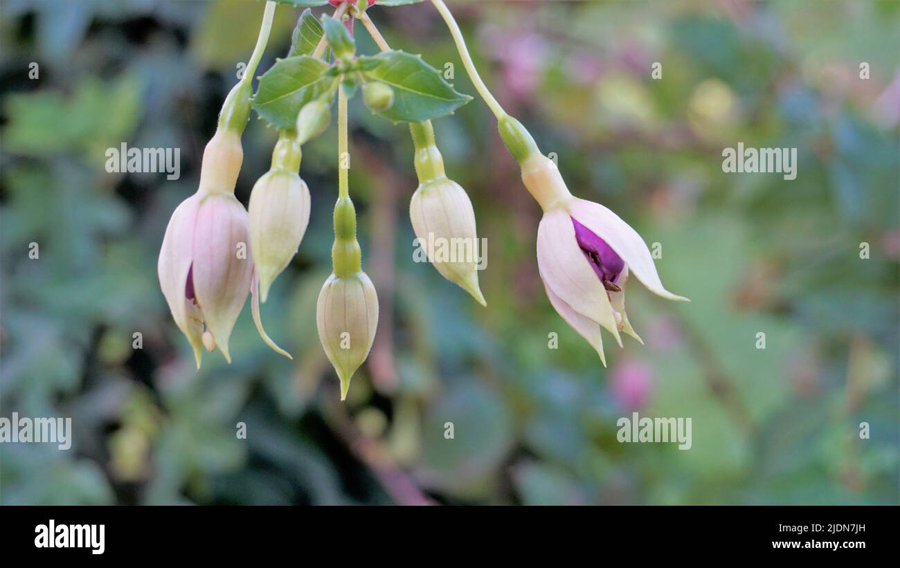 Schöne Blumen von Fuchsia magellanica auch als Hardy fuchsia bekannt. Blühende Pflanze in der Familie der nachtkerzengewächse onagraceae. Dekorative Gartenpflanze. Stockfoto