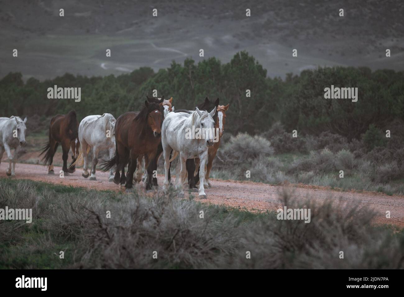 Bunte Herde von Ranchpferden, die auf einer staubigen Straße laufen. Auf die Sommerweiden getrieben werden. Stockfoto