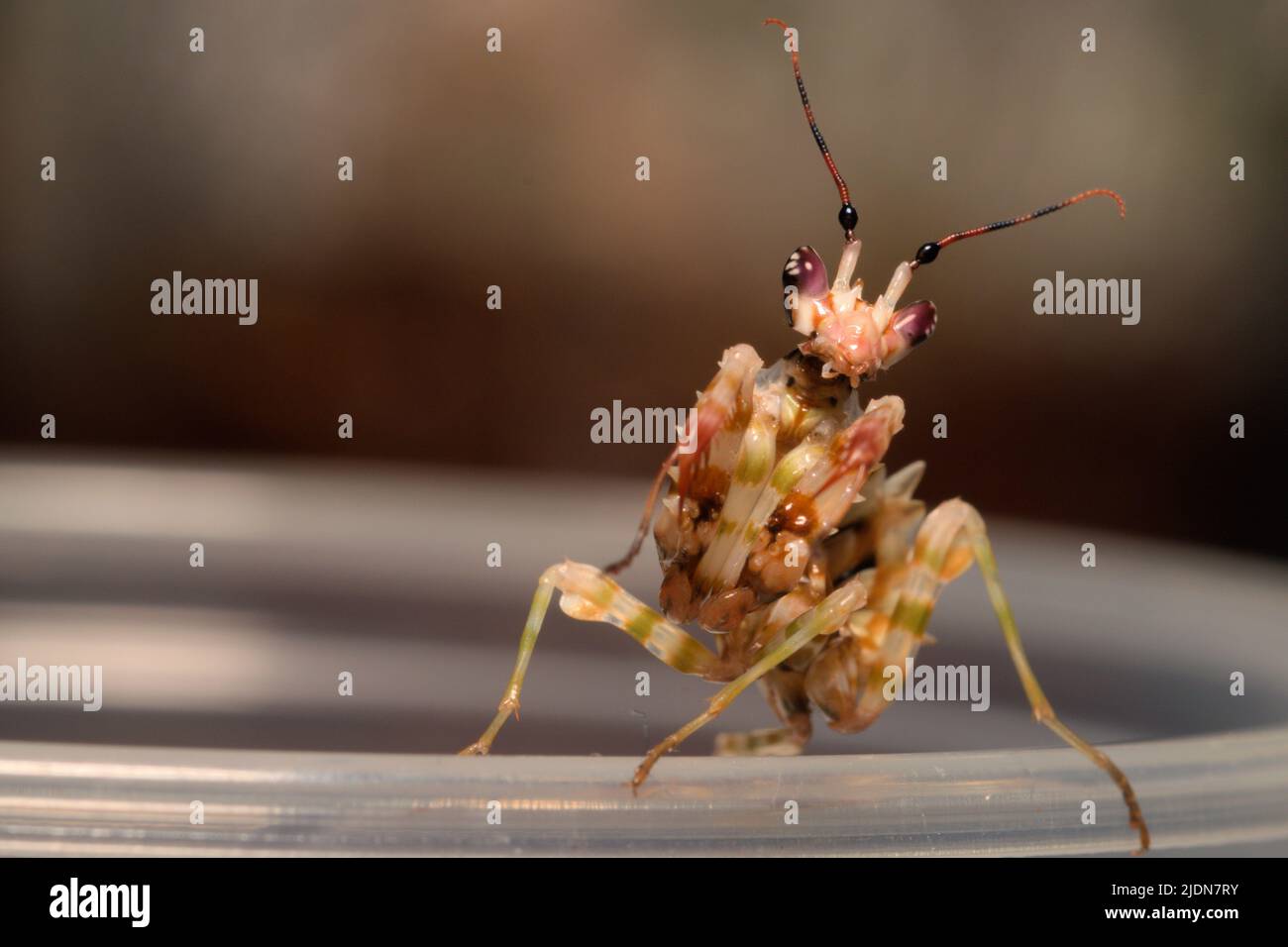 Makroaufnahme der Spiney-Blumenmantis (Pseudocrebotra wahlbergi), die auf dem Rand seines Tanks sitzt Stockfoto