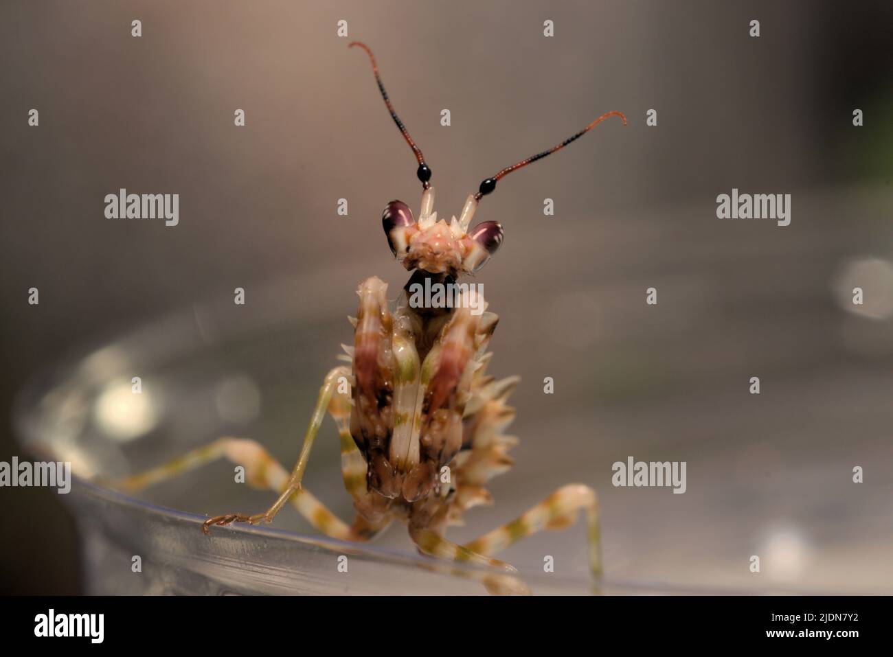 Makroaufnahme der Spiney-Blumenmantis (Pseudocrebotra wahlbergi), die auf dem Rand seines Tanks sitzt Stockfoto