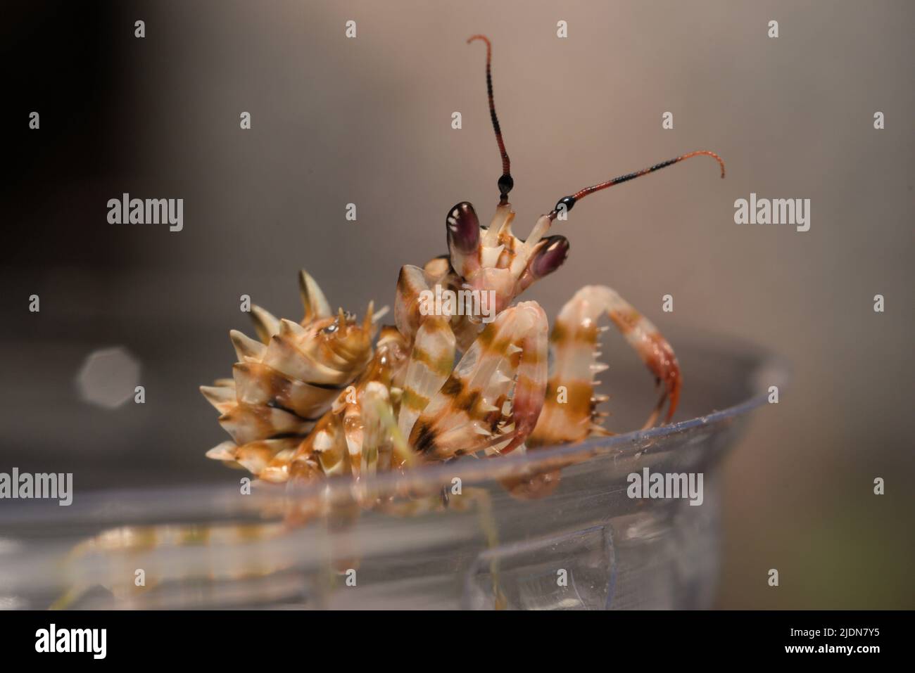Makroaufnahme der Spiney-Blumenmantis (Pseudocrebotra wahlbergi), die auf dem Rand seines Tanks sitzt Stockfoto