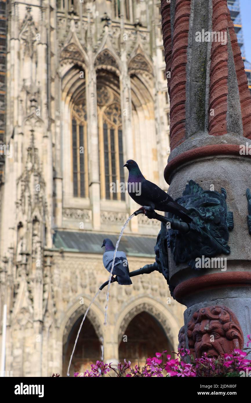 Glückliches Taubenpaar, das auf einem Brunnen vor dem ulmer Münster sitzt. Die svabianische Stadt ulm mit einer der höchsten Kathedralen, wie sie im Hintergrund zu sehen ist. Stockfoto