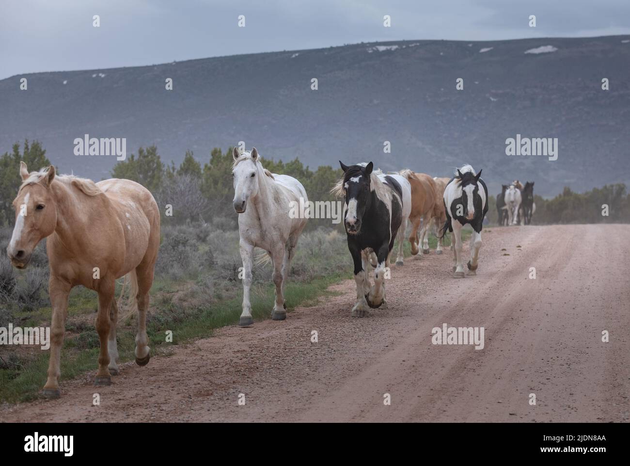 Bunte Herde von Ranchpferden, die auf einer staubigen Straße laufen. Auf die Sommerweiden getrieben werden. Stockfoto