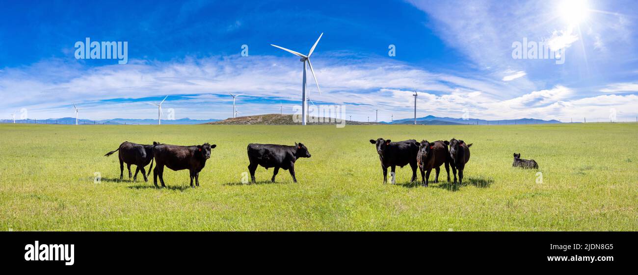Schwarze Angus Kühe auf dem Land. Rasseln auf einer Weide, Blick auf die Kamera, grünes Feld, klarer blauer Himmel an einem sonnigen Frühlingstag, Texas, USA. Stockfoto