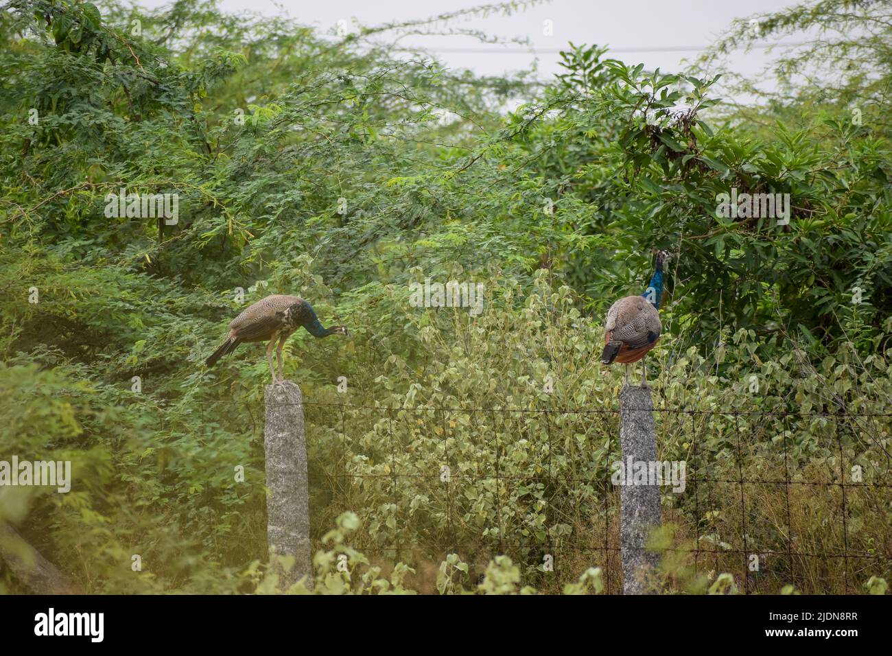 Indische Pfauen sitzen in der Nähe des Waldes Stockfoto