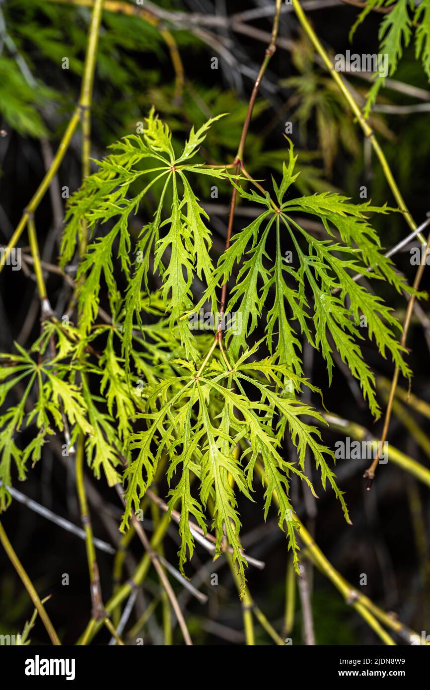 Grüner Laceleaf japanischer Ahorn (Acer palmatum var. dissectum, Viride Group) Stockfoto