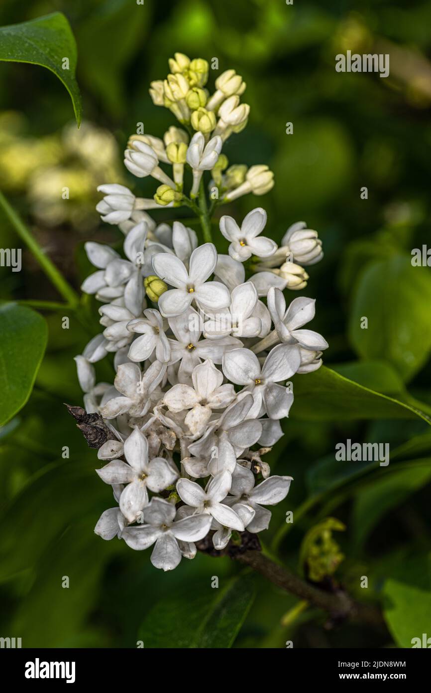 Flieder-Hybrid (Syringa x hyazinthiflora ‘Schwester Justina’) Stockfoto