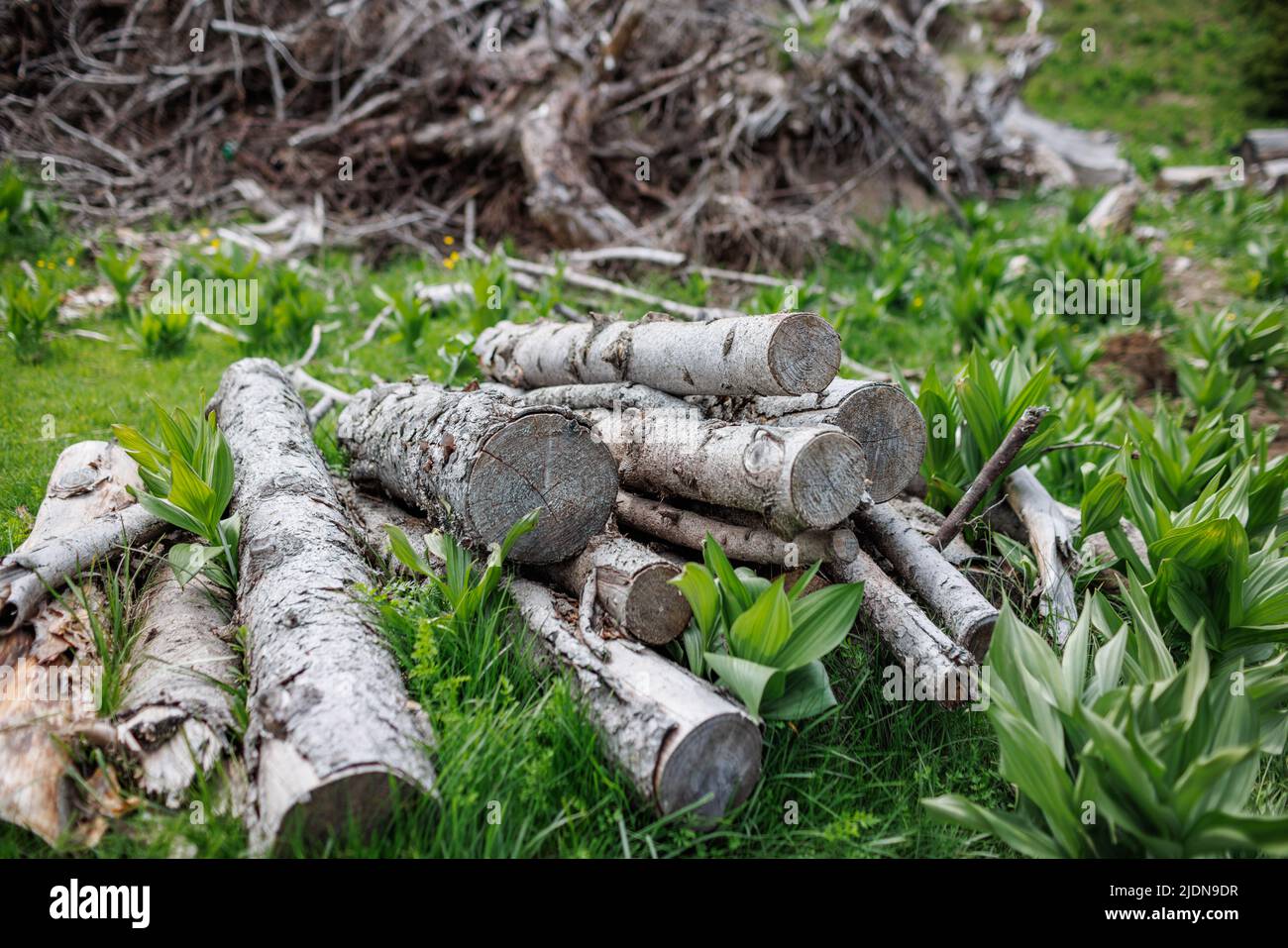 Gefällte trockene alte Baumstämme und viele dünne kleine gebrochene Äste liegen auf dickem grünen Frühlingsgras im Fichtenbergindustriewald Stockfoto