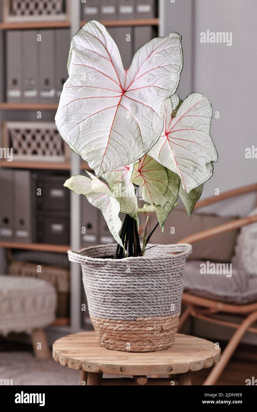 Exotische „Caladium White Queen“-Zimmerpflanze mit weißen Blättern und rosa Adern in schwarzem Blumentopf auf dem Tisch Stockfoto