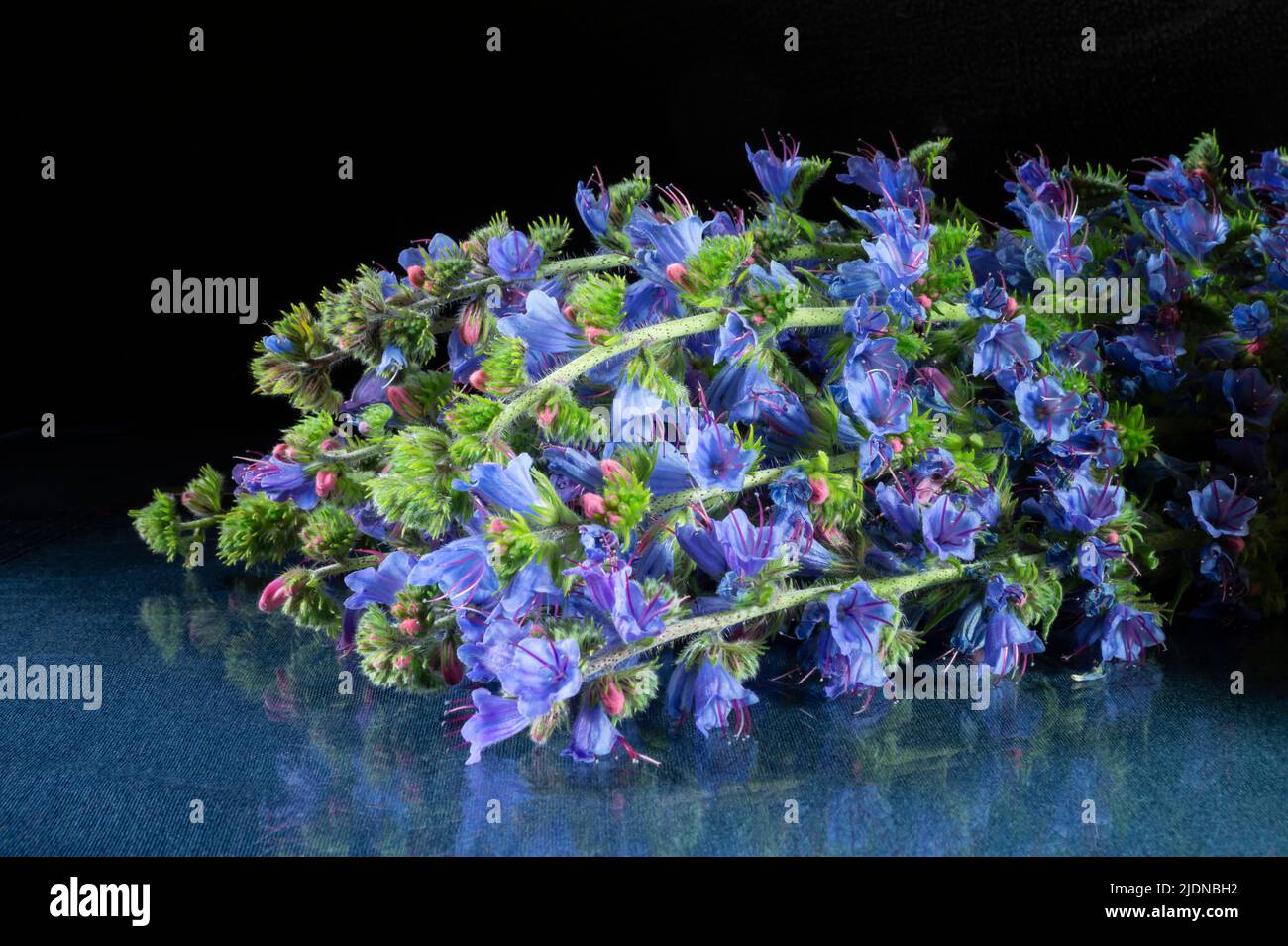 Ein Strauß Wildblumen ist ein gewöhnlicher Prellung. Schönheit in der Natur in der Sommersaison. Stockfoto