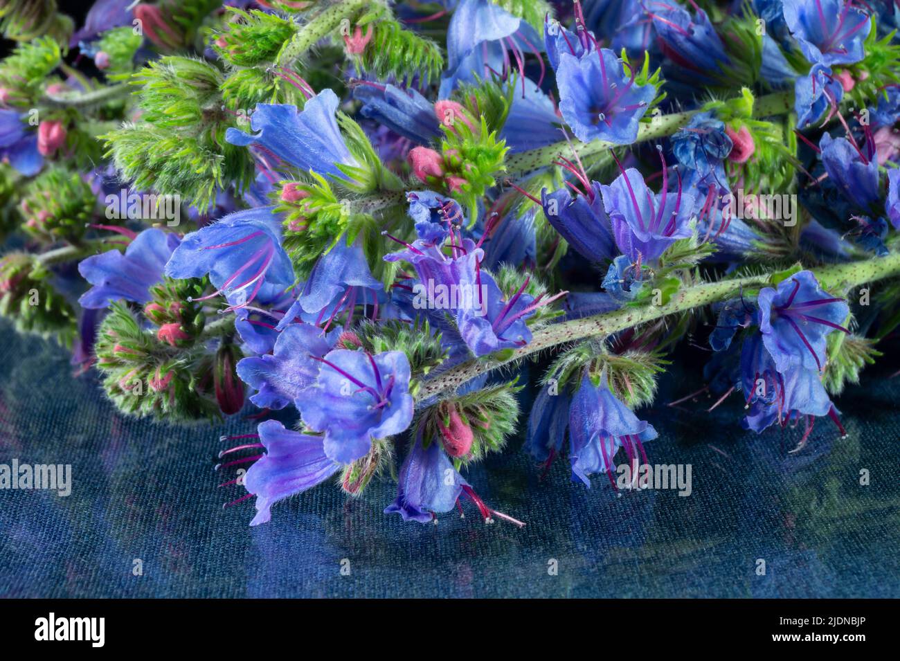 Ein Strauß Wildblumen ist ein gewöhnlicher Prellung. Schönheit in der Natur in der Sommersaison. Stockfoto