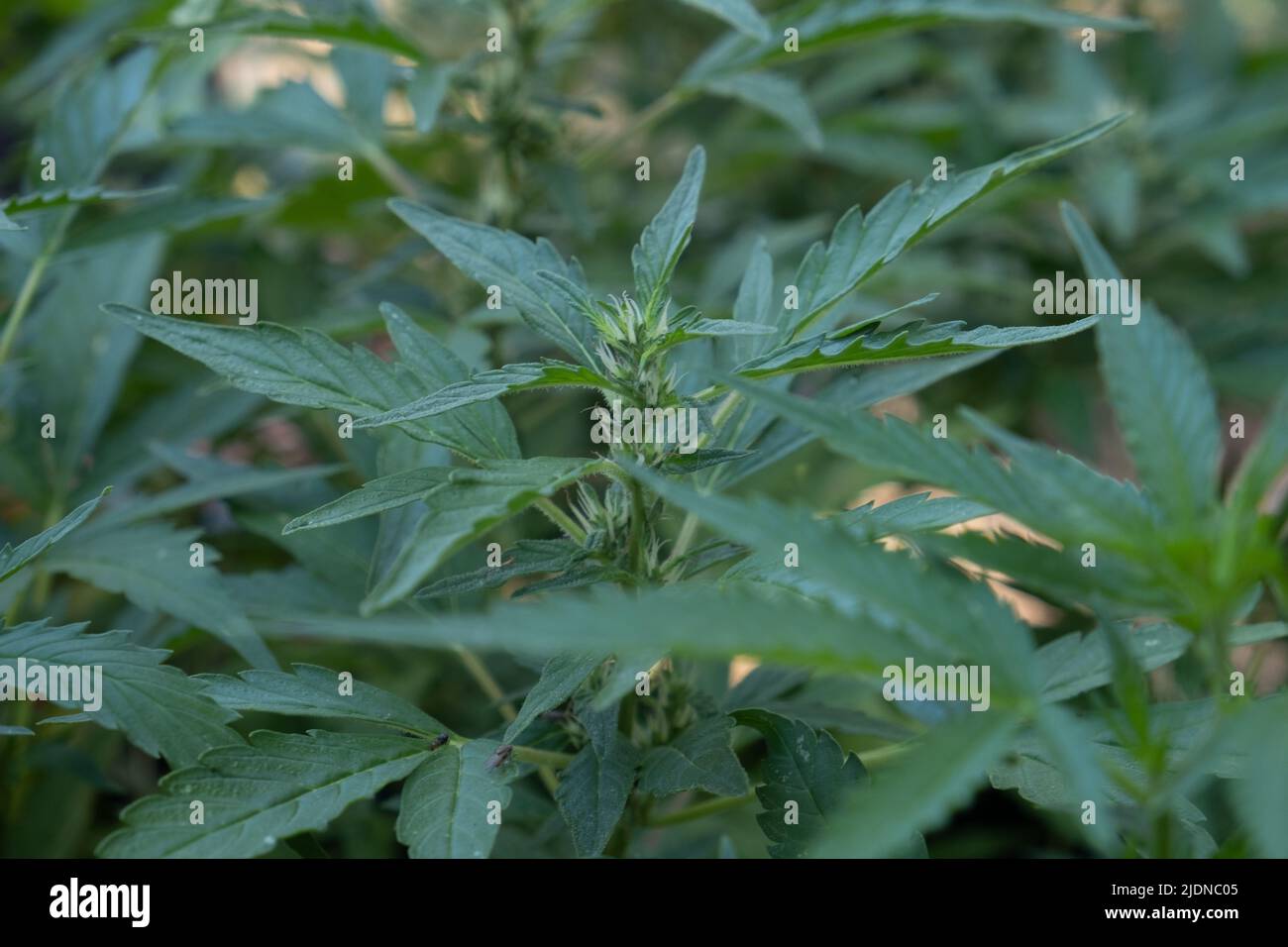 Cannabis-/Marihuanapflanzen, die im Anbau wachsen, für die Produktion von selbst produziertes CBD-Öl Stockfoto
