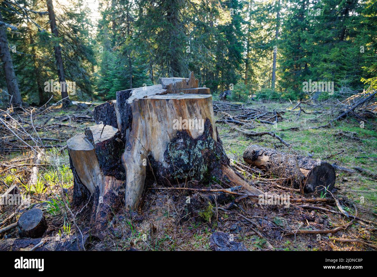 Ein alter, baufälliger Stumpf, der mit Moos und anderen Pflanzen bedeckt ist, befindet sich auf einer waldreichen, wilden Lichtung, in einem dunklen, fichtengrünen dichten Wald mit hohen Bäumen Stockfoto