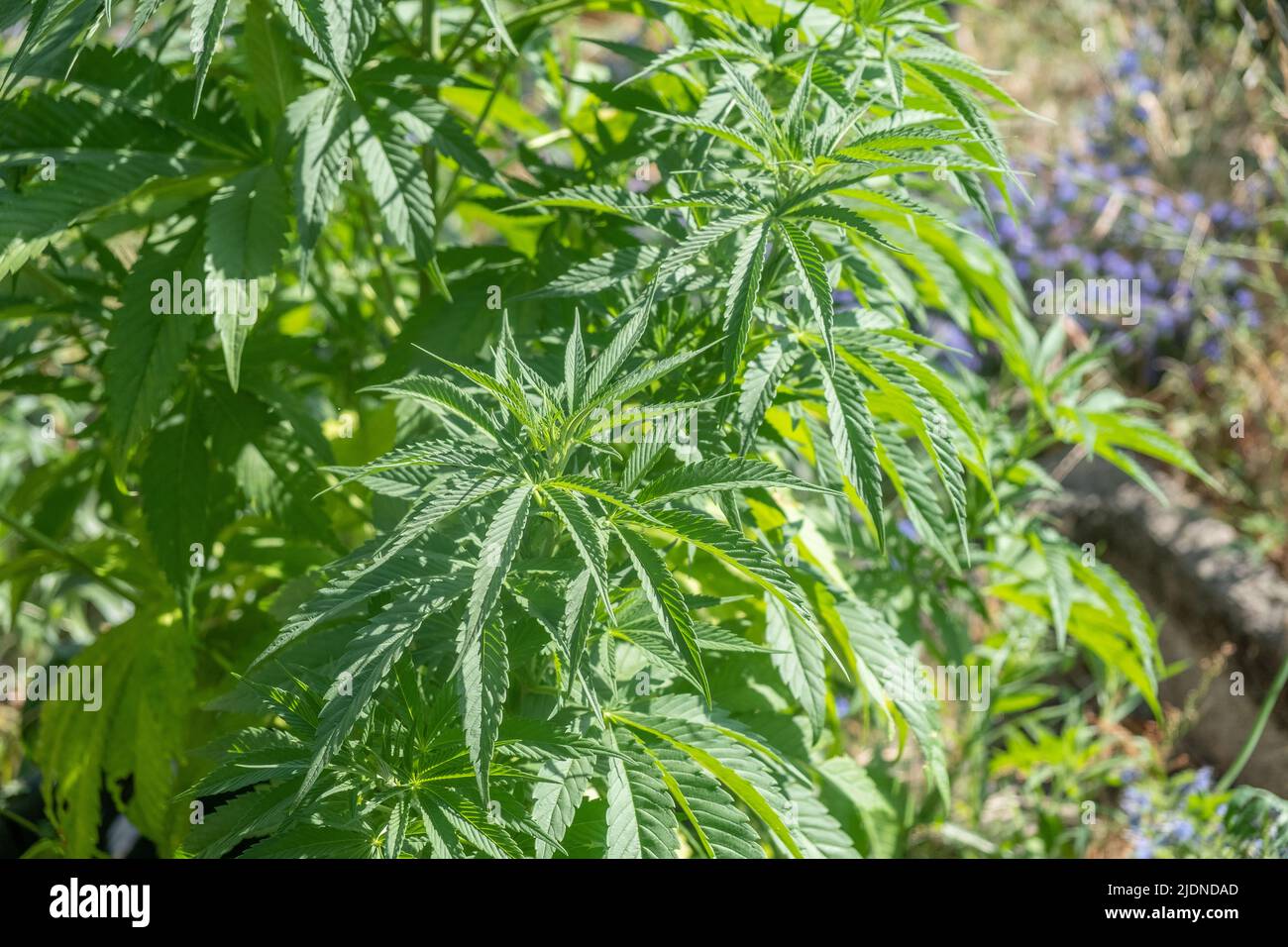 Cannabis-/Marihuanapflanzen, die im Anbau wachsen, für die Produktion von selbst produziertes CBD-Öl Stockfoto
