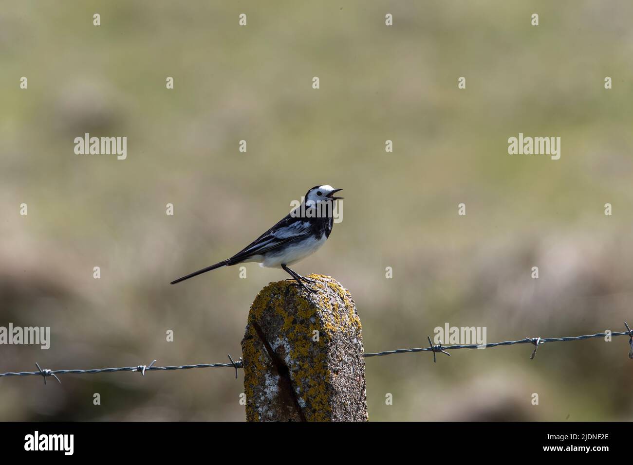 Pied Wagtail (Motacilla alba) im Profil singt herzlich und thront auf einem mit Betonflechten bedeckten Pfosten, der Stacheldraht in North Uist, Schottland, stützt Stockfoto