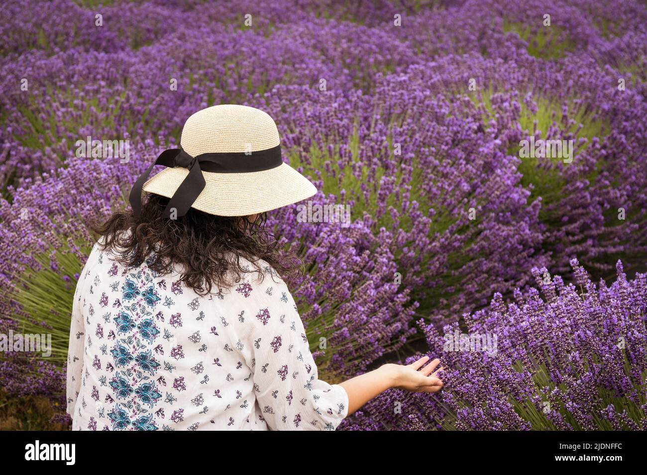 Frau mit dunklem lockigen Haar, die einen Sonnenhut in einem violetten Lavendelfeld trägt Stockfoto