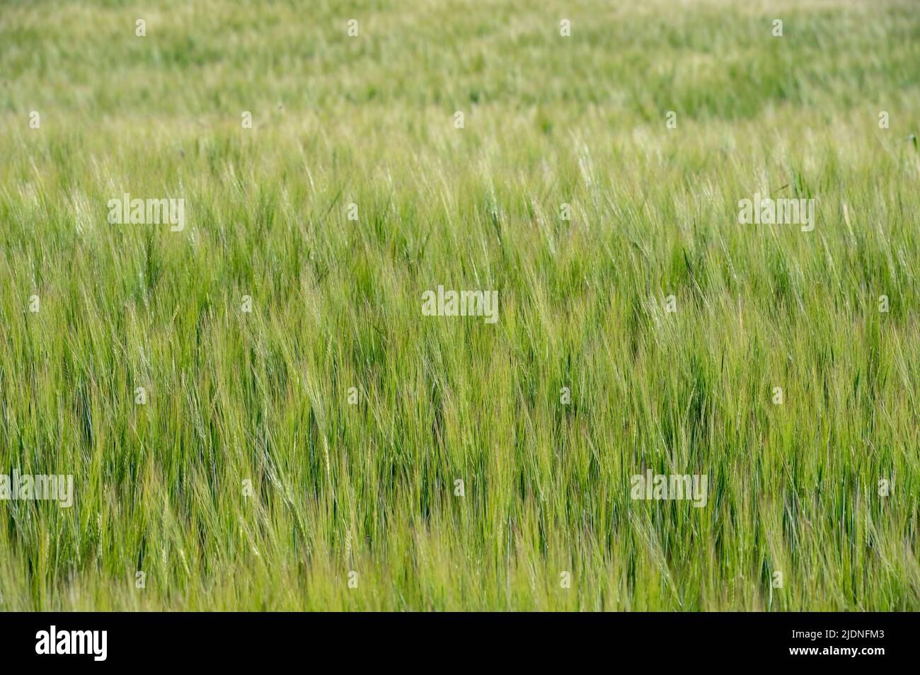 Detailansicht Weizenfeld in der Sonne. Stockfoto