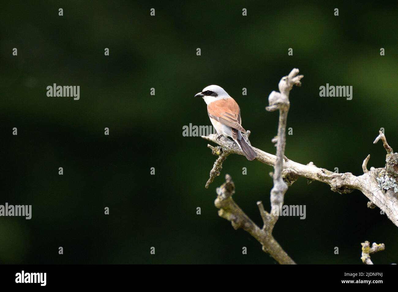 Rotrückenwürger thronte auf einem gefallenen, toten Baum über einer Wiese. Bergisches Land, Deutschland. Stockfoto