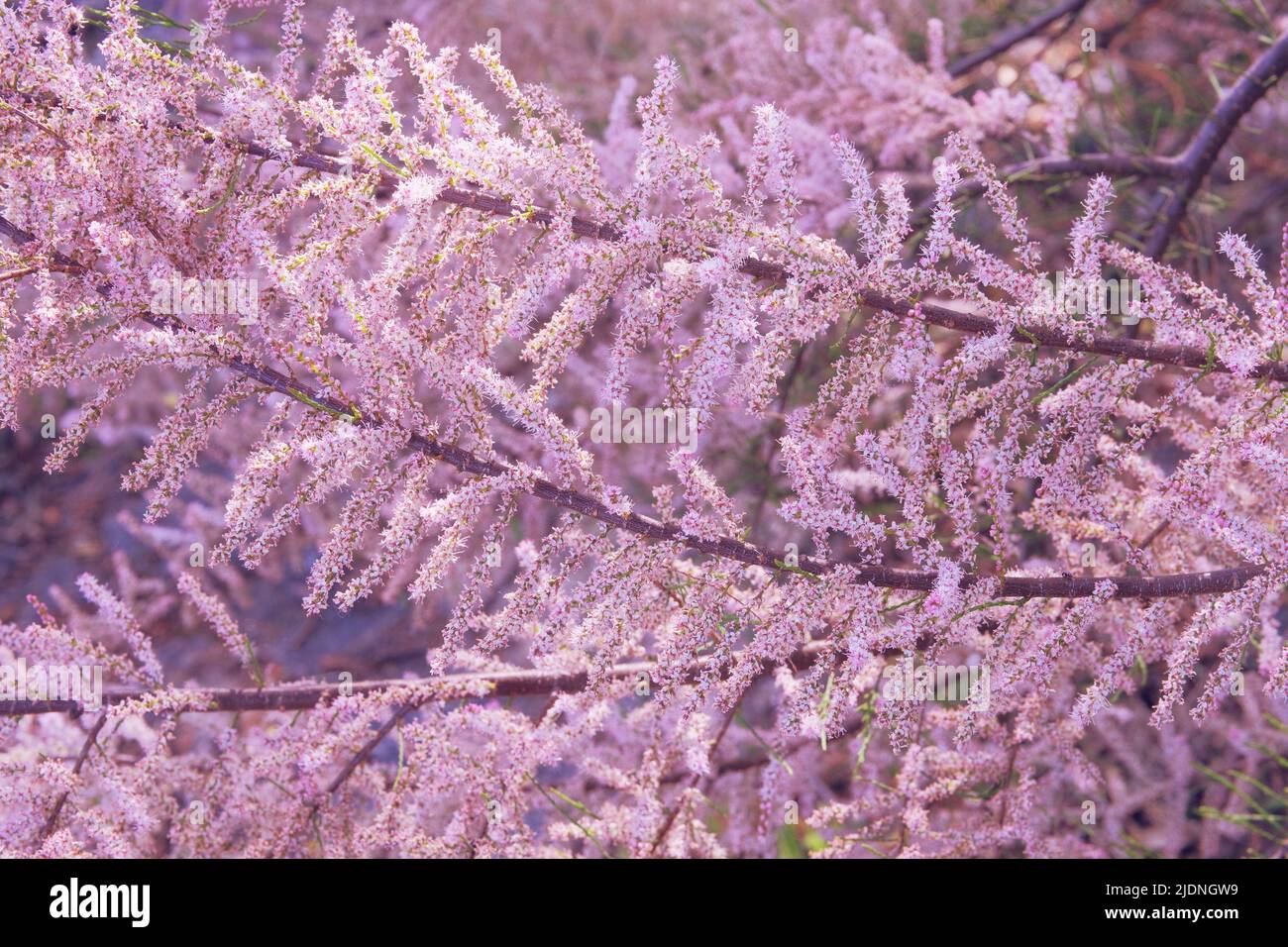 Tamarix ramosissima blüht mit weißen und rosa Blütenblättern. Frühling verschwommen Hintergrund der Natur. Grußkarte für den Muttertag. Blühender Park. Stockfoto