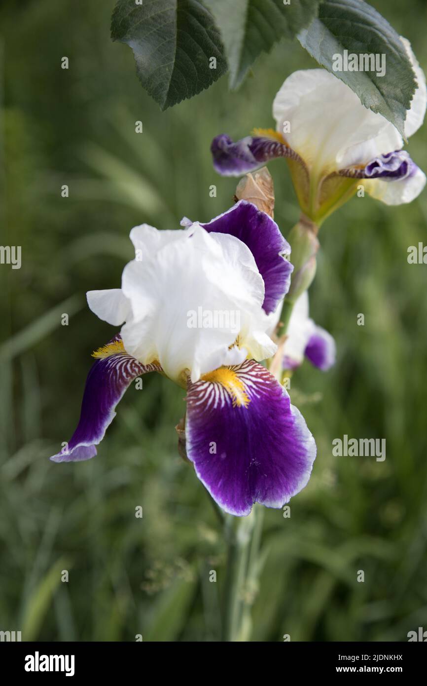 Eine einstehende Irisblume.Vertikale Ausrichtung Stockfoto