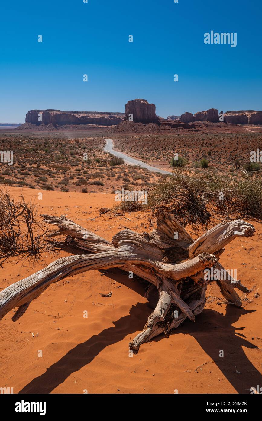 Einbunter Baumstumpf und Straße im Monument Valley Navajo Tribal Park, Arizona Stockfoto