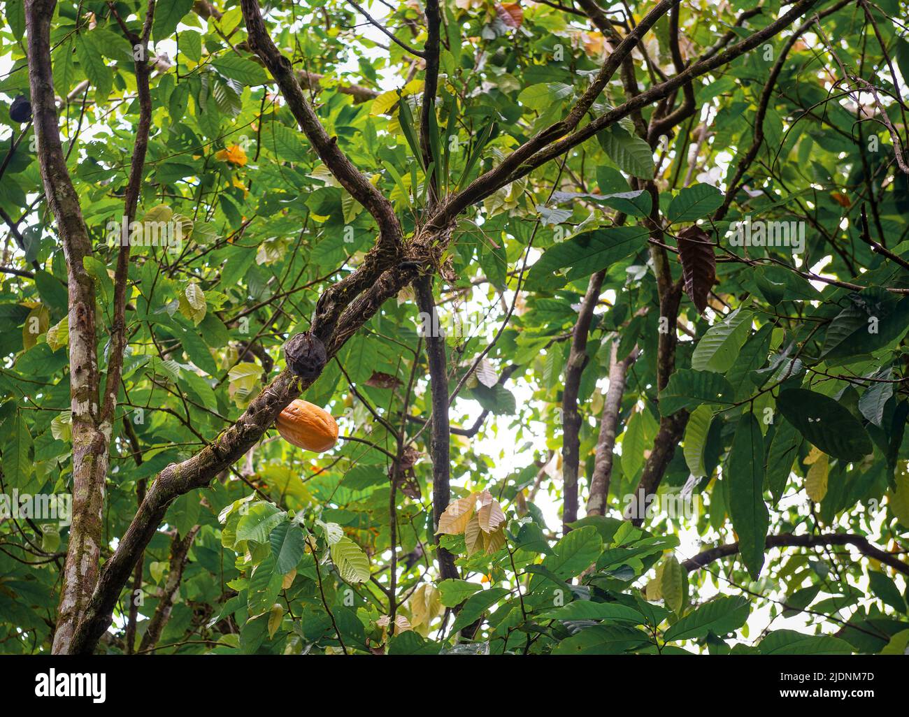 Reife gelbe Kakaofrucht (Theobroma cacao) im Amazonas-Regenwald Ecuadors mit feinem Aroma. Stockfoto