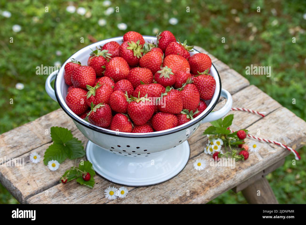 Frische Erdbeeren im Vintage-Sieb im Garten Stockfoto