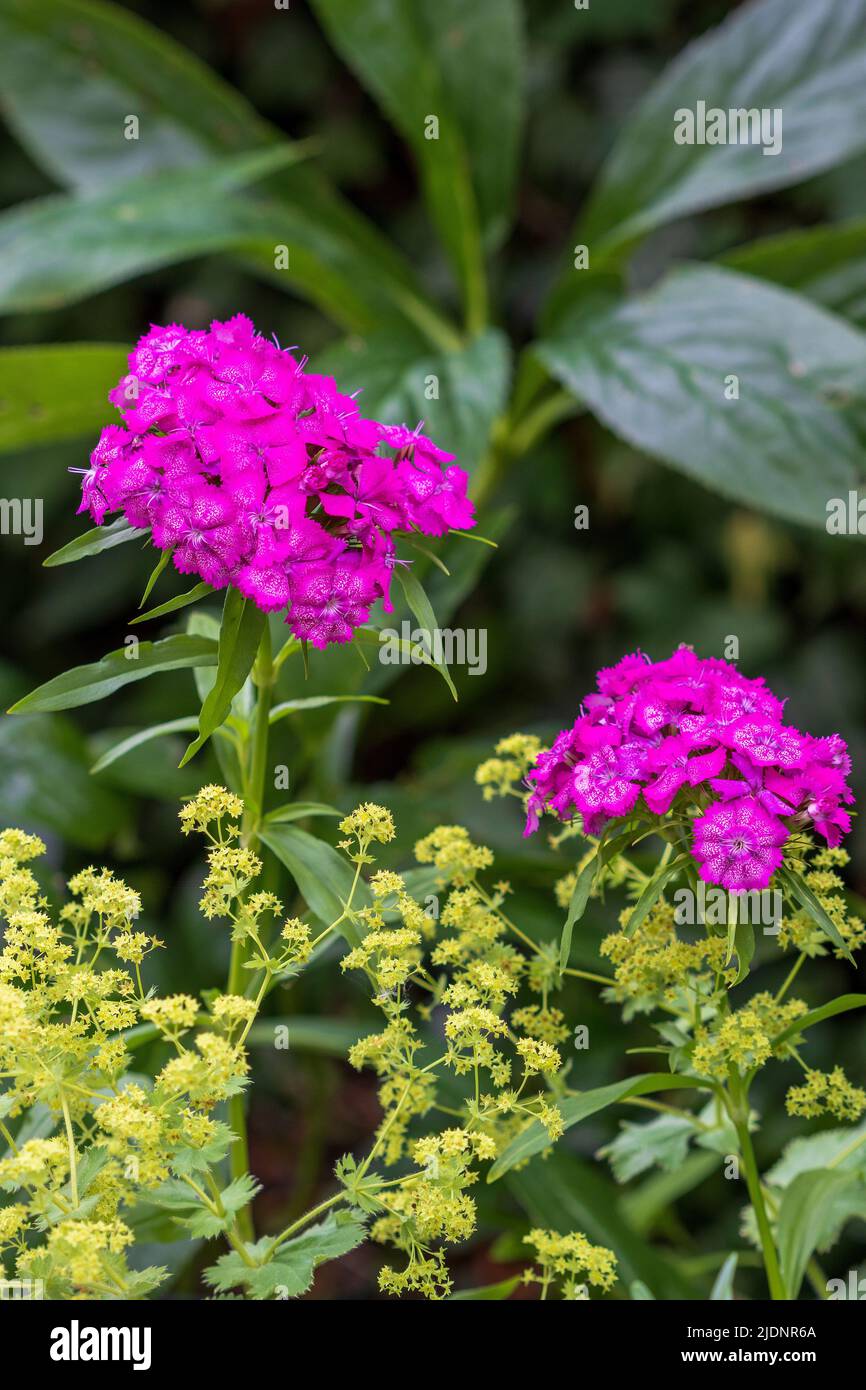 Rosa süße william und Alchemilla vulgaris im Gartenmakro Stockfoto