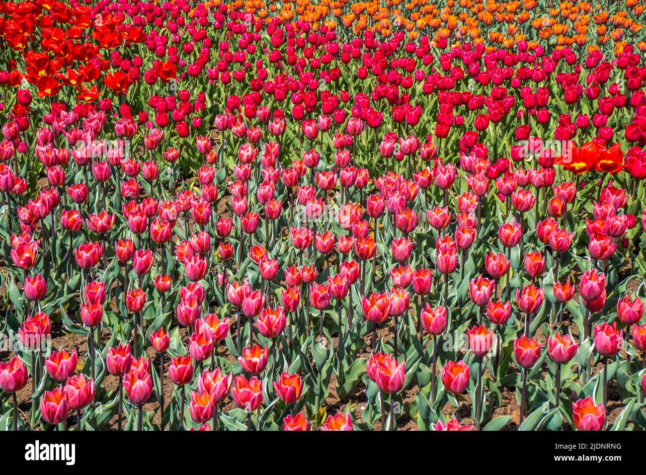 Wunderschöne Blumen und der Garten auf dem Tulip Festival in Ottawa Stockfoto