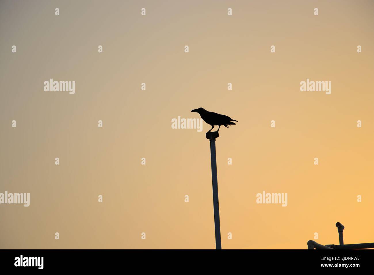 Silhouette einer Krähe auf einer Wasserpfeife im Abendhimmel im Hintergrund Stockfoto