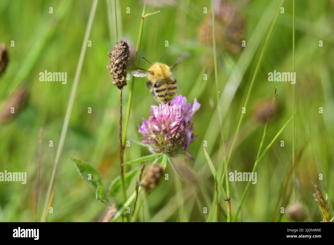 Bumble Bee Wiese Stockfoto