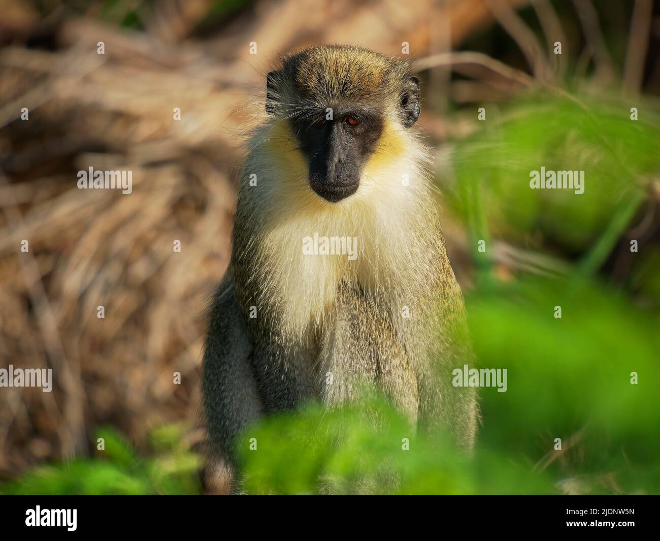 Grüner Affe (Chlorocebus sabaeus) auch Sabaeus-Affe, goldgrünes Fell und blasse Hände und Füße, große Auswahl an bewaldeten Lebensräumen, die von sehr trocken reichen Stockfoto