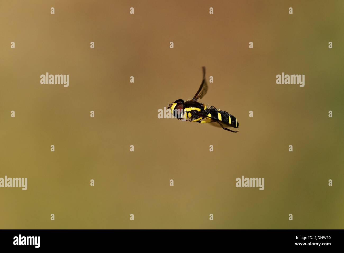 Hoverfly Xanthogramma pedissequum seltene Arten sind in den meisten Ländern Europas, in Westsibirien, im Nahen Osten und in Nordafrika, bevorzugt Gra Stockfoto