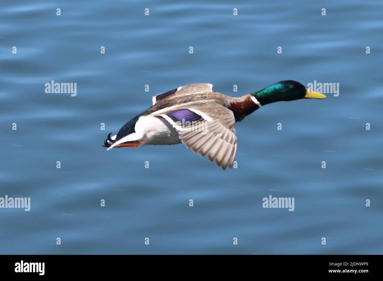 Mallard Duck im Flug am Elton Reservoir, Bury Stockfoto