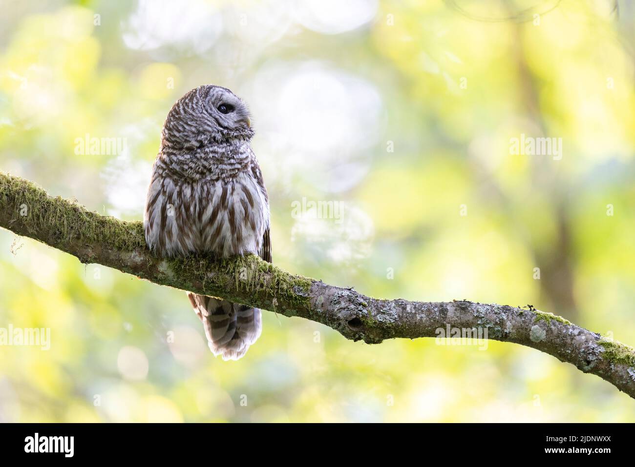 Barred Owl Bird in Vancouver, BC, Kanada Stockfoto
