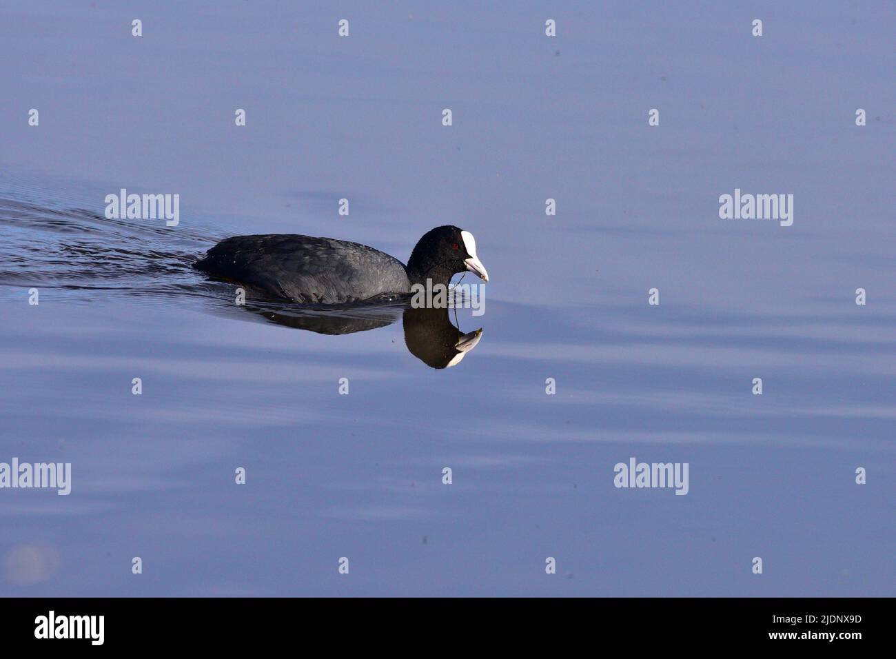 Coot am RSPB Loch Leven Stockfoto