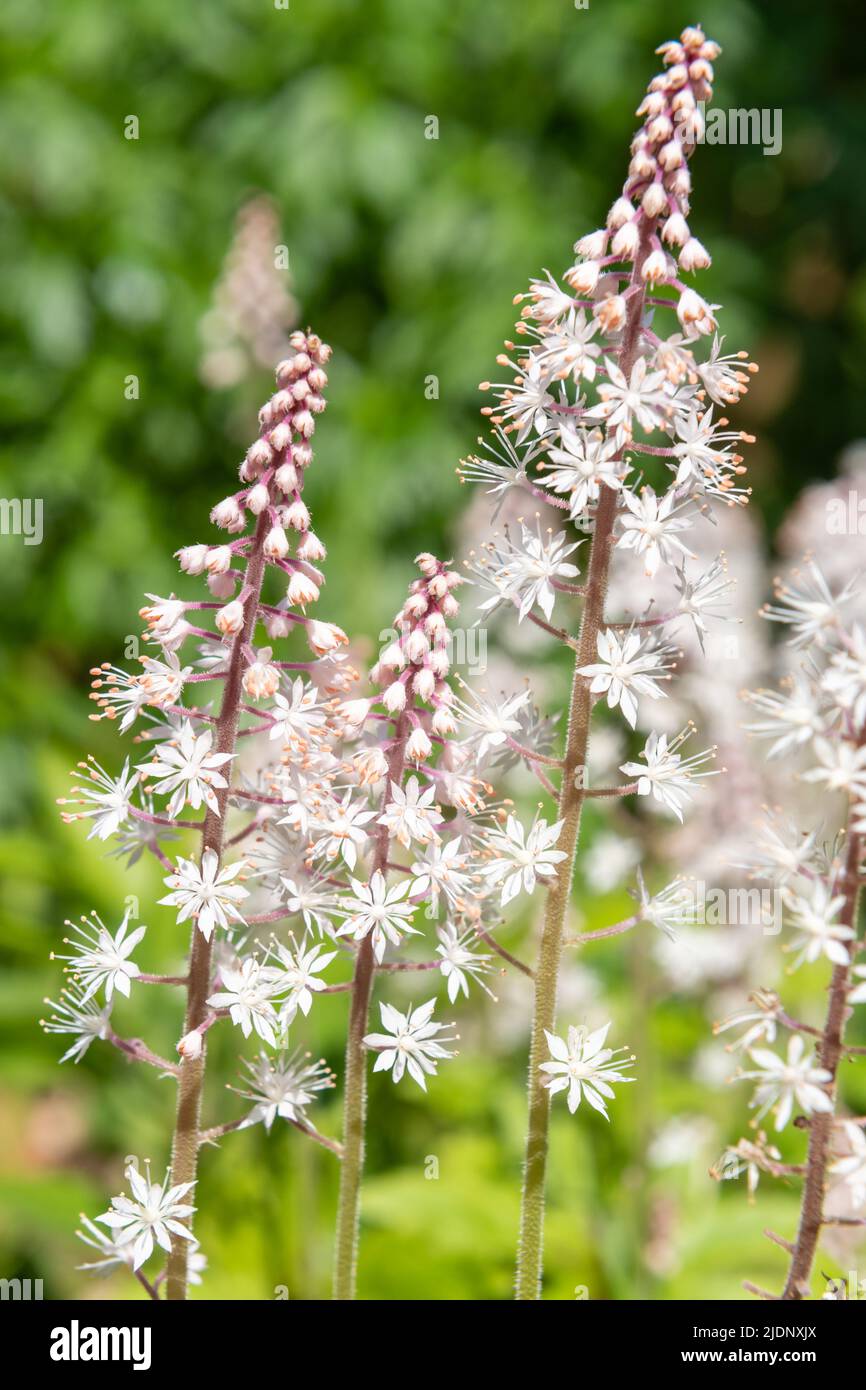 Nahaufnahme von blühenden Blattschäumen (Tiarella cordifolia) Stockfoto