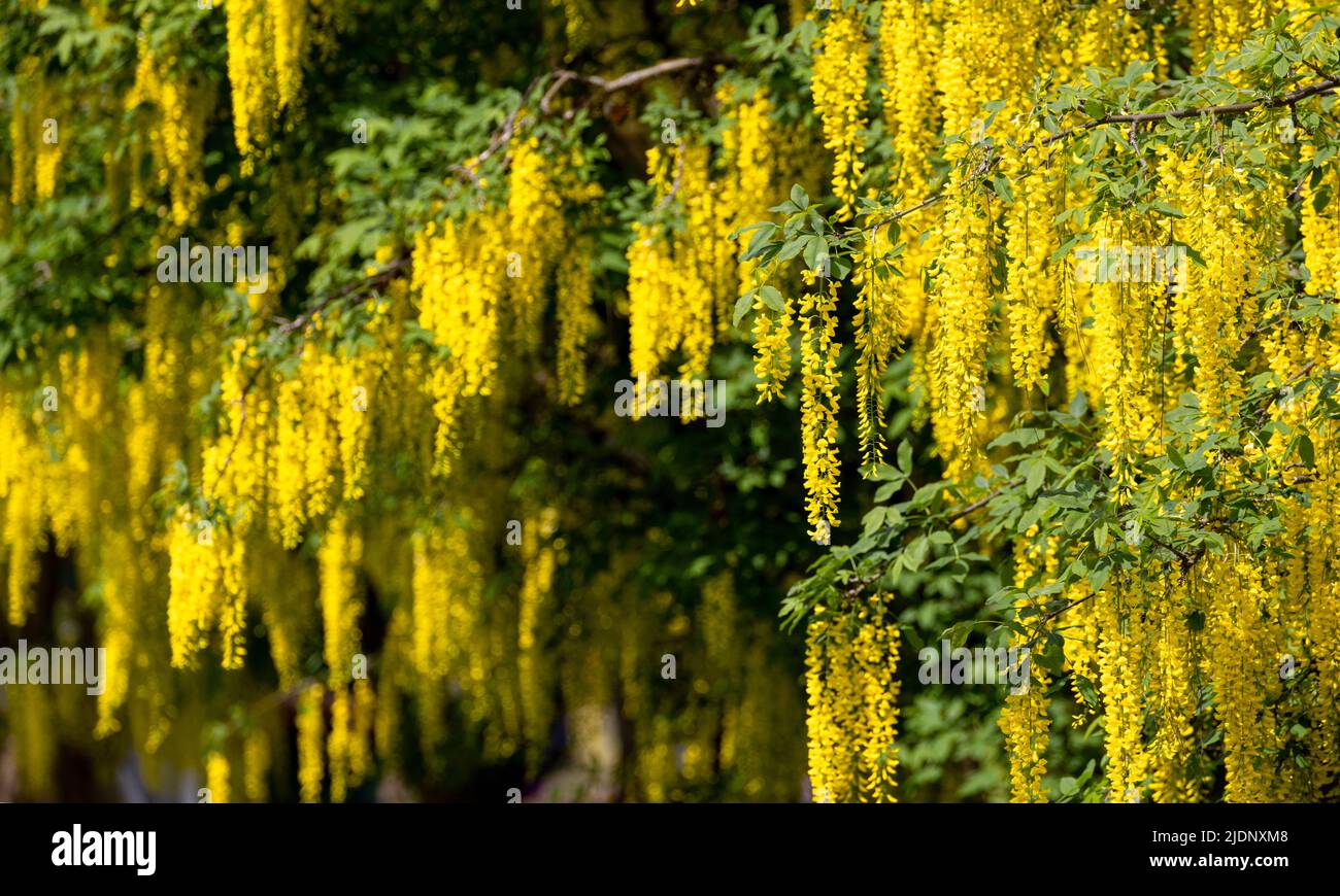 Gelbe goldene Kettenbaumblüte in Vancouver BC Kanada Stockfoto