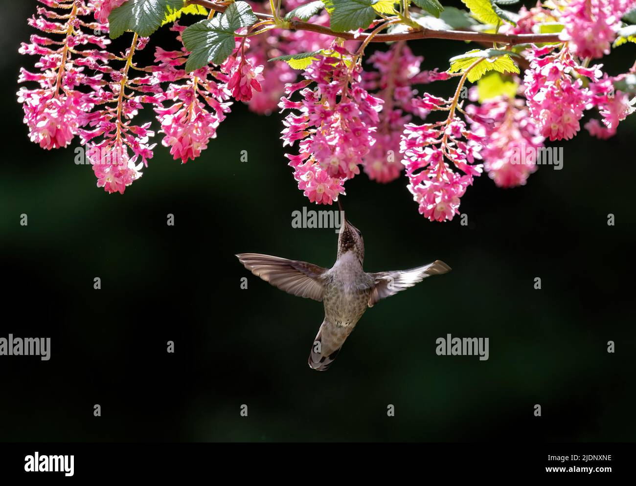 annas Kolibri bei Richmond BC Kanada Stockfoto