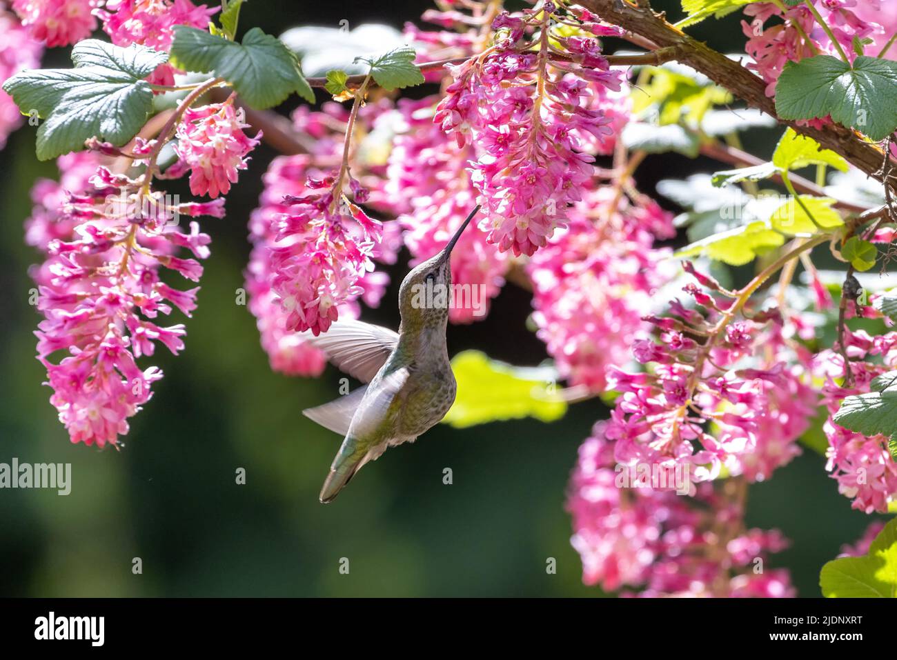 annas Kolibri bei Richmond BC Kanada Stockfoto